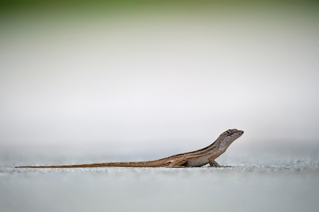 Macroclose-up van alleen geblazen hagedis die op de zomerzon Anolis sagrei klein reptiel in inheems aan Florida de V.S.