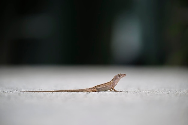 Macroclose-up van alleen geblazen hagedis die op de zomerzon Anolis sagrei klein reptiel in inheems aan Florida de V.S.