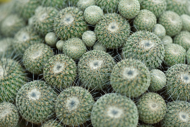 Macroclose-up van groene cactus in de tuin. Selectieve aandacht.