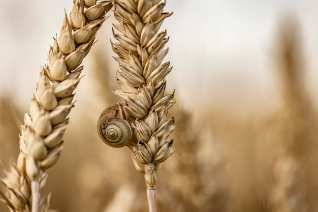 Macrodetail van organische gerstaren met kleine slak