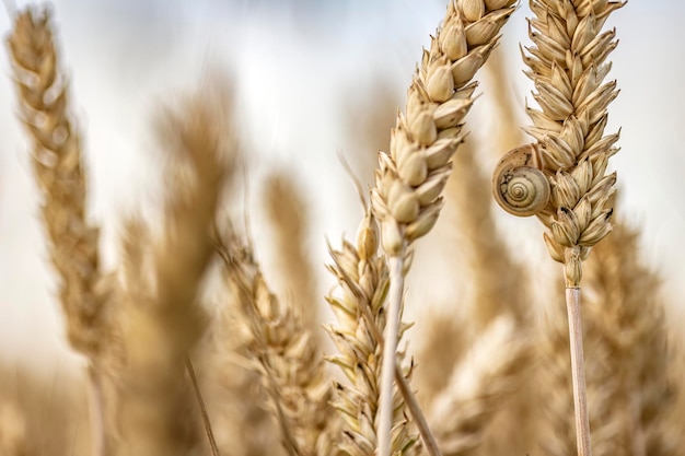 Macrodetail van organische gerstaren met kleine slak