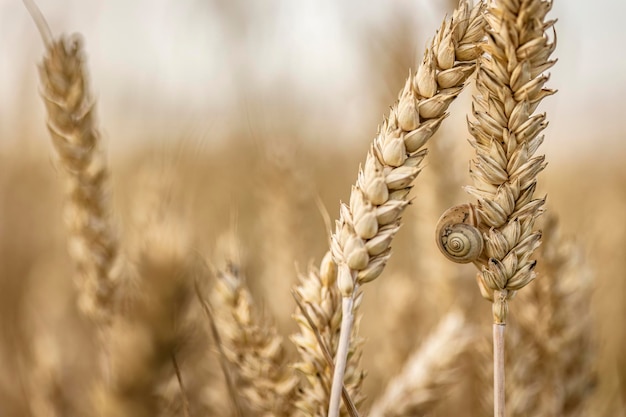 Macrodetail van organische gerstaren met kleine slak