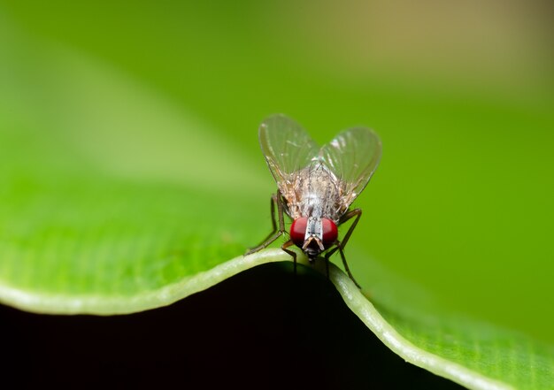 Macroflieg op groen blad