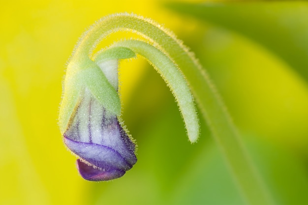 Macrofoto met paarse butterworts bloeien in het begin van de bloei met veel micro-kleverige druppels