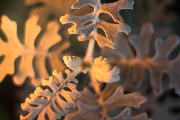 Macrofoto met selectieve focus van de bladeren van de Cineraria-zilverplant Close-up bloemen