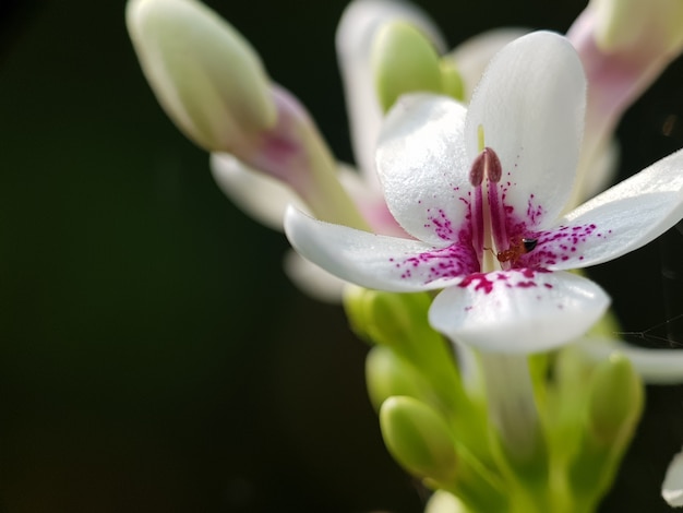 Macrofoto van Bloem, Blad en Aard