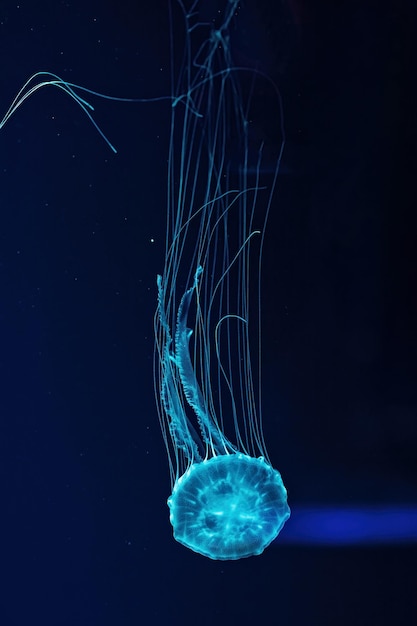 Macrofoto van Chrysaora quinquecirrha onder water van dichtbij