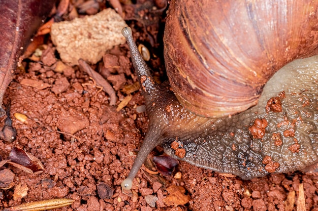 Macrofoto van de ogen van een Afrikaanse schelp (Achatina fulica). weekdier.