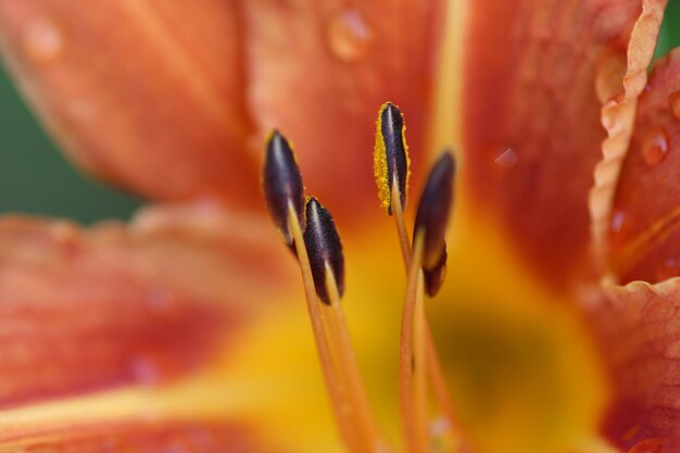 Foto macrofoto van de oranje daglelie