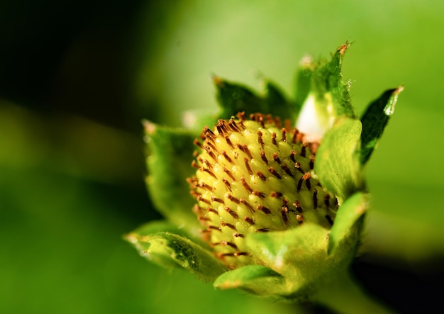 Foto macrofoto van een aardbei die op de aardbeiplant groeit