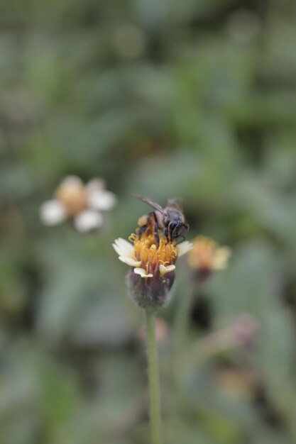 macrofoto van een bij