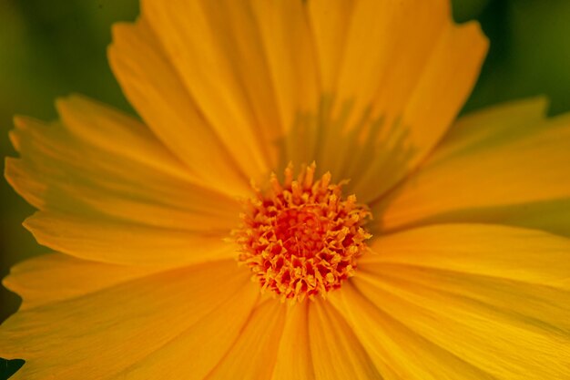 Macrofoto van een gele bloem in fel zonlicht Close-upbloem