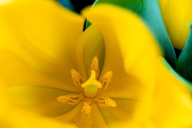 Macrofoto van een gele bloem