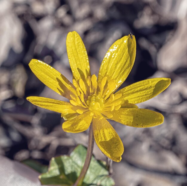 Macrofoto van een gele bloem
