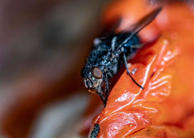 Macrofoto van een huisvlieg op ecologische rode groente