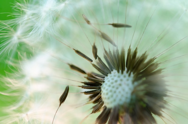 Foto macrofoto van een kern van rijpe paardebloem.