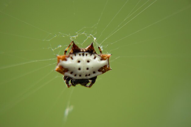 macrofoto van een kleine spinachtige