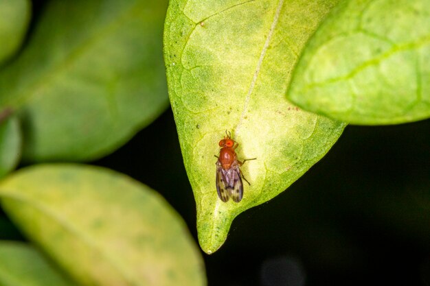 Macrofoto van een Lauxaniidae-insect op een blad..