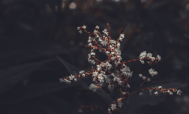 macrofoto van een lila bloem op een donkere achtergrond