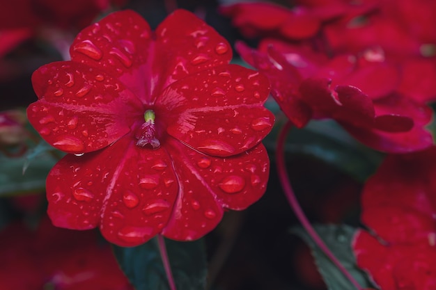 Macrofoto van een lila bloem op een donkere achtergrond