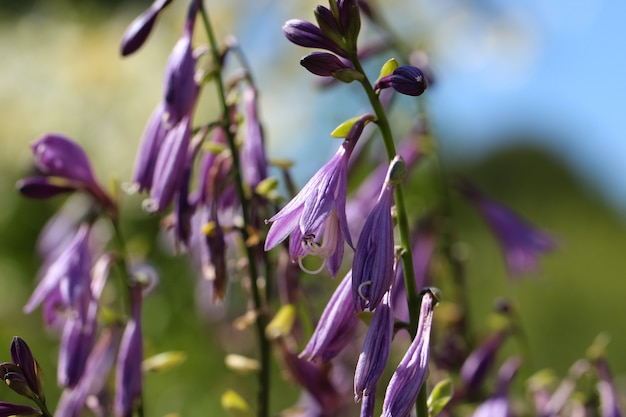 macrofoto van een mooie lila hosta die bloeit op een wazige groenblauwe tuinachtergrond