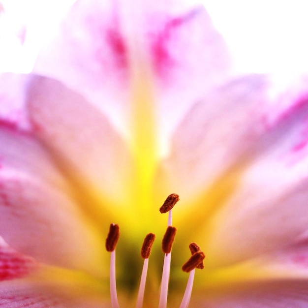 Foto macrofoto van een roze bloemkop