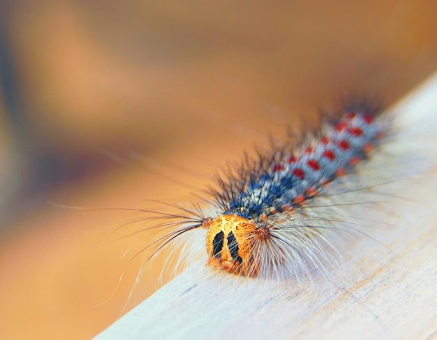 Foto macrofoto van een rups op hout