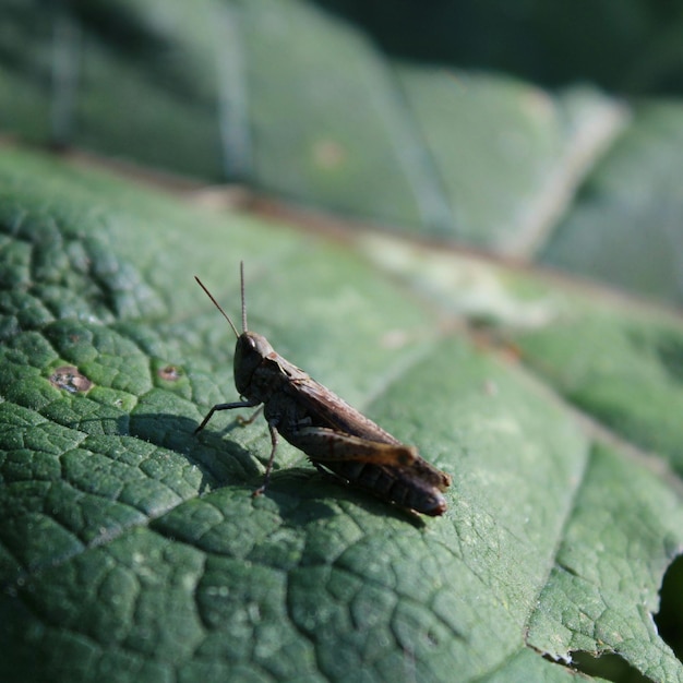 Macrofoto van een sprinkhaan op een blad