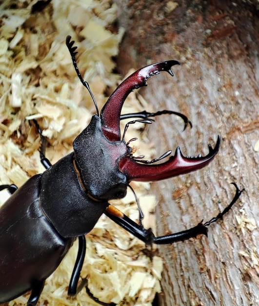 Macrofoto van een vliegend hert op zaagsel