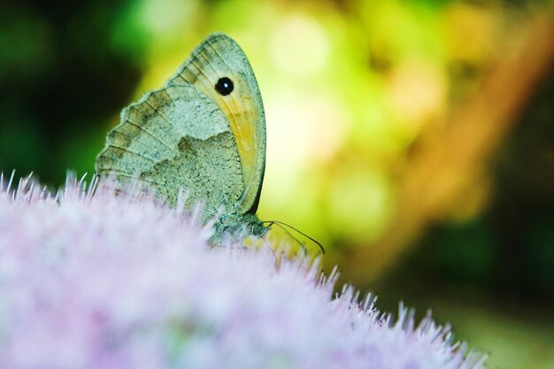 Foto macrofoto van een vlinder die op een bloem bestuift