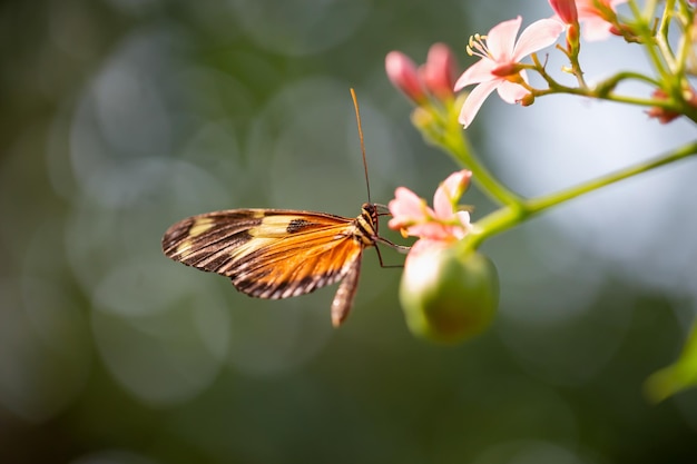 Macrofoto van een vlinder