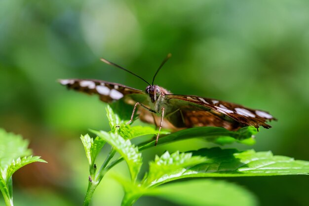 Macrofoto van een vlinder