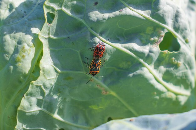 Macrofoto van een vuurwants die op koolbladeren zit, een soldatenwants