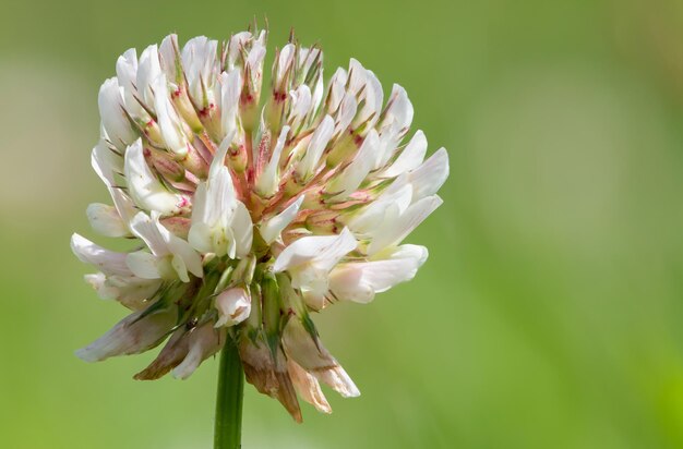 Foto macrofoto van een witte klaverbloem met een groene achtergrond