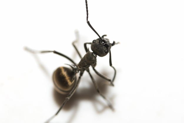 Macrofoto van een zwarte mier op een witte achtergrond