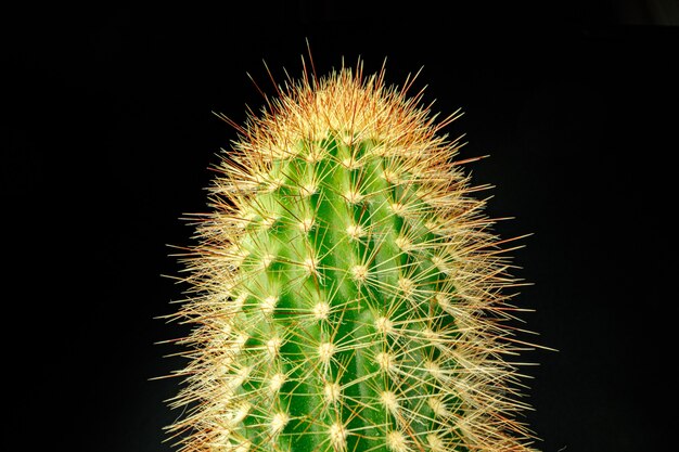 Macrofoto van groene cactus met stekels