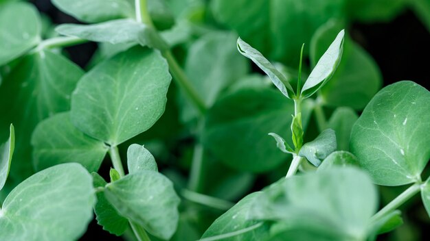 Macrofoto van het close-upingrediënt van basilicumspruiten voor het koken