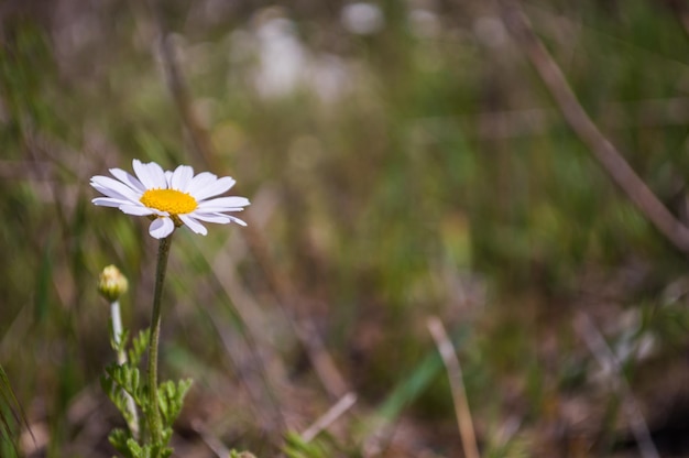 Macrofoto van kleine kamillebloem met witte bloemblaadjes Vage achtergrond