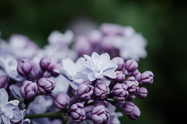 Macrofoto van lente zachte violet lila bloemen natuurlijke seizoensgebonden bloemenachtergrond Kan worden gebruikt als kerstkaart met kopieerruimte