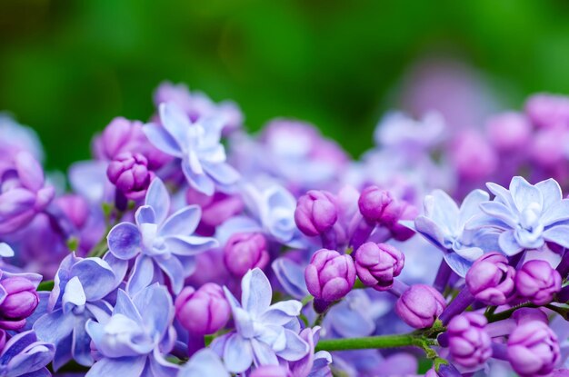 Macrofoto van lente zachte violet lila bloemen natuurlijke seizoensgebonden bloemenachtergrond Kan worden gebruikt als kerstkaart met kopieerruimte