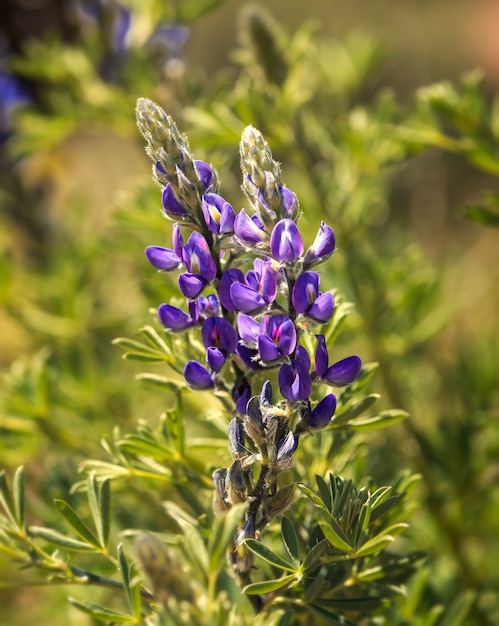 Macrofoto van lupines die op het Taquile-Eiland in Meer Titicaca, Peru bloeien