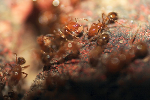 Foto macrofoto van mieren aan het werk