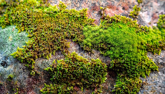 Macrofoto van mos op steen met textuur