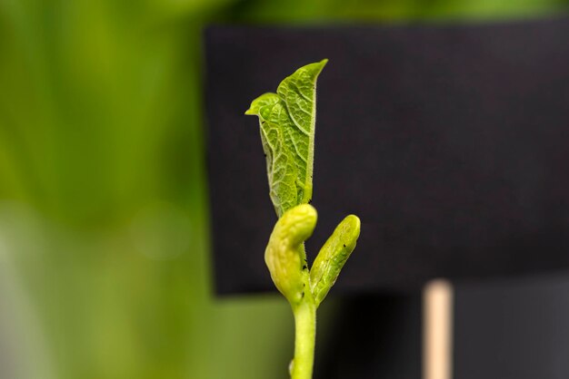 Macrofoto van ontkiemde witte bonen met gekrulde bladeren op de achtergrond van een zwarte tag voor tekst