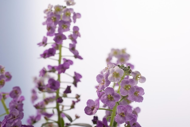 Macrofoto van paarse kleine kamerbloemen op een witte achtergrond