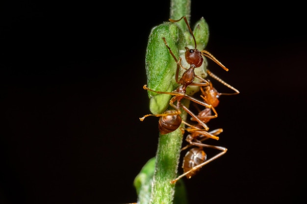 Macrofoto van rode mieren op een boomstam