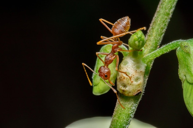 Macrofoto van rode mieren op een boomstam