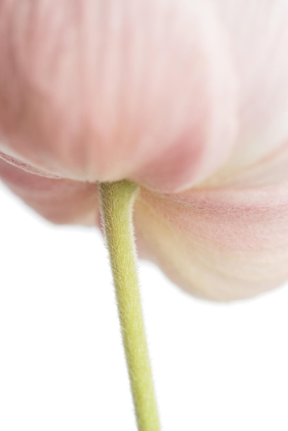 Macrofoto van roze zomerbloemen op een witte achtergrond