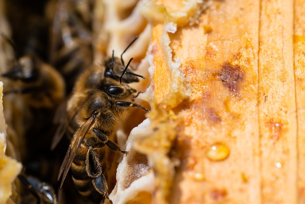 Macrofoto van werkende bijen op honingraten. Imkerij en honingproductie afbeelding