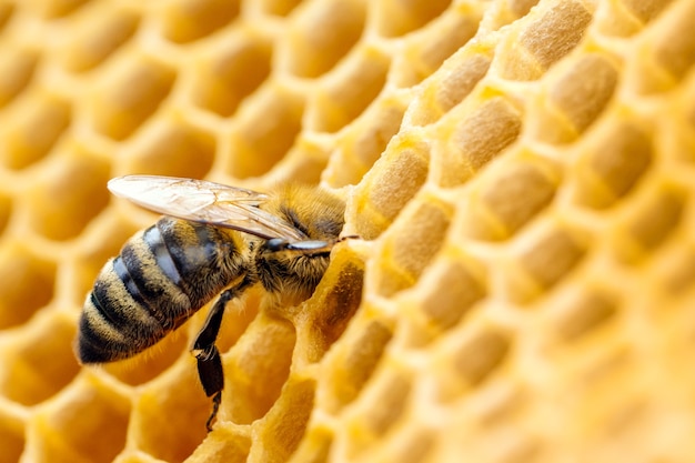 Macrofoto van werkende bijen op honingraten. Imkerij en honingproductie afbeelding